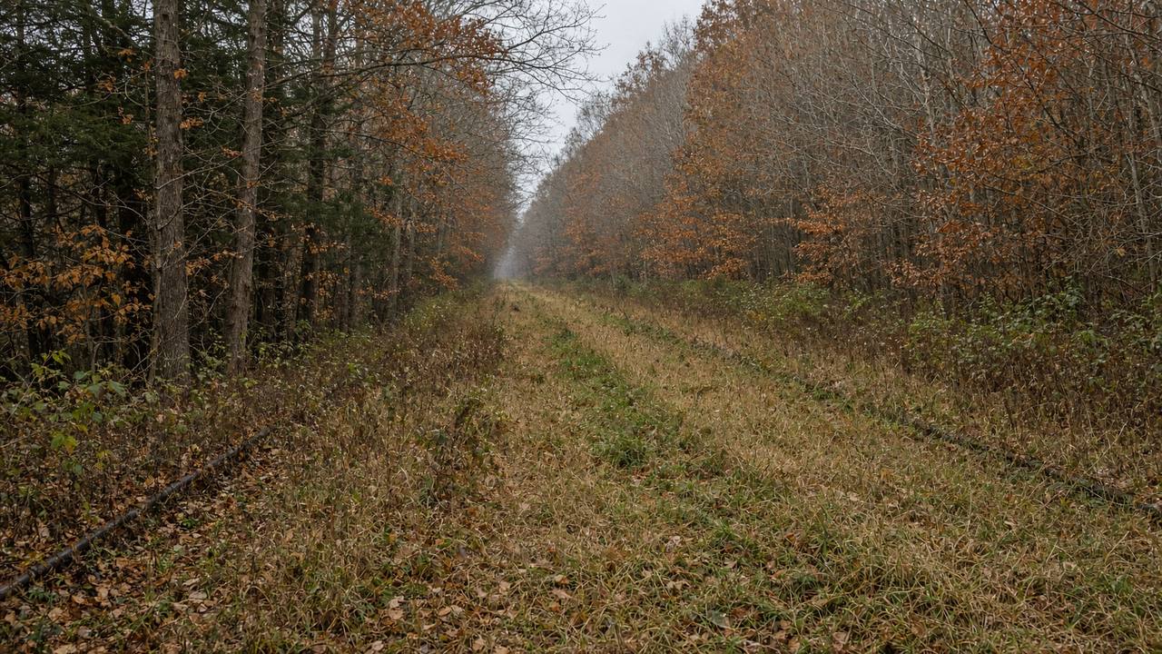 A cleared right-of-way through autumn woods